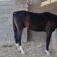 اسب نریون|اسب و تجهیزات اسبسواری|جم, |دیوار