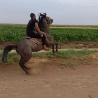 نریان کرد|اسب و تجهیزات اسب‌سواری|الوند, |دیوار