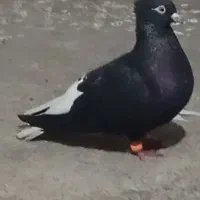 رنگی|پرنده|بندر دیر, |دیوار