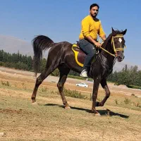 اسب|اسب و تجهیزات اسب‌سواری|خوی, |دیوار