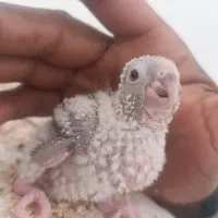 گرینجیک|پرنده|کرباسک, |دیوار