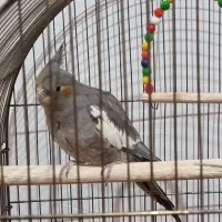 طوطی عروس|پرنده|الوند, |دیوار