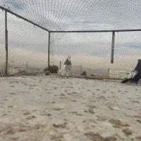 کفتر یا کبوتر|پرنده|شیراز, شهرک گلستان|دیوار