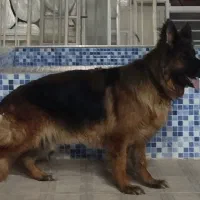 ژرمن ماده موبلند