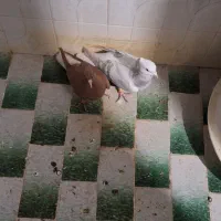 دم سفید|پرنده|سبزوار, زینبیه|دیوار