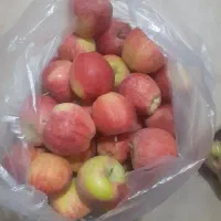 سیب درختی