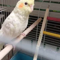 عروس هلندی لوتینو چشم شرابی دستی