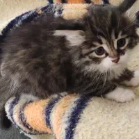 واگذاری گربه