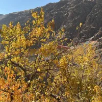 باغ ویلا|فروش خانه و ویلا|شاندیز, |دیوار