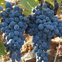 درختان گردو و ارقام میوه