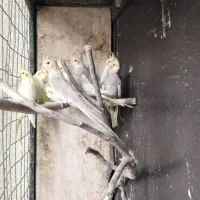 7عدد عروس هلندی برا فروش|پرنده|کرمان, |دیوار