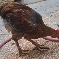 خروس