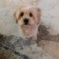 واگذاری لــوســی|سگ|مهاباد (آذربایجان غربی), |دیوار