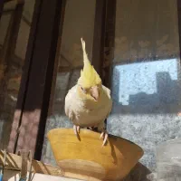 یک عدد عروس هلندی