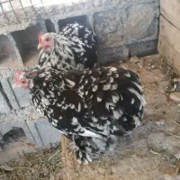 مرغ وخروس