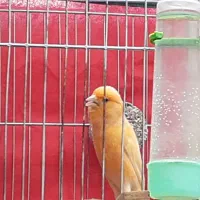 نرقناری های جوان مست بخون