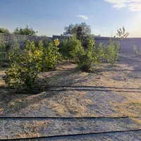 شرکت خدمات کشاورزی آبیاری قطره ای و بارانی|خدمات باغبانی و درختکاری|تبریز, |دیوار