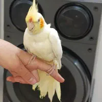 عروس هلندی جفت