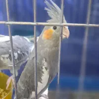 عروس هلندی ۷۰ روزه