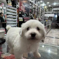 سگ خونگی (لوکا)