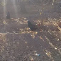 خروس محلی|حیوانات مزرعه|نیشابور, فخریه|دیوار