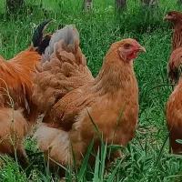 مرغ برهما پاتریچ و لایت