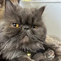 گربه پرشین گمشده ۱۰ میلیون مژدگانی