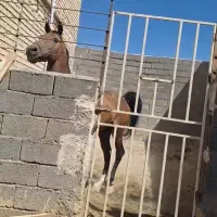 فروش اسب واقعا اسب باحال واروم