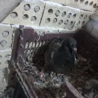 کفتر جوجه پلاکی تازه دون خور|پرنده|اهواز, منازل کارون|دیوار