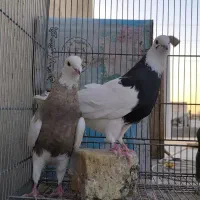 طوقی|پرنده|اصفهان, شهرک زاینده رود|دیوار