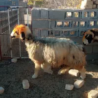 بره نر و ماده شیشک