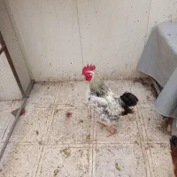 فروش خروس محلی