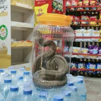 گرفتن ماربصورت زنده