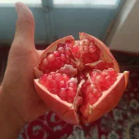 انار  کبوتر دره  شیرین درجه یک