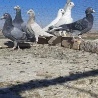 کفتر.