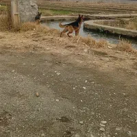 دوعدد سگ ژرمن شپرد