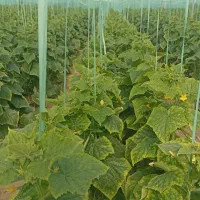 نخ بندی .پایین کشیدن خیار ب صورت روز انجام می شود|خدمات باغبانی و درختکاری|جیرفت, |دیوار