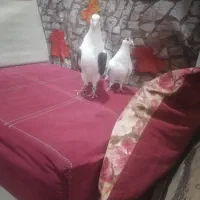 یک جفت ماده|پرنده|شوشتر, |دیوار