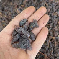 کشمش پر گوشت