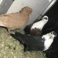 کفتر|پرنده|نیشابور, شهید بهشتی|دیوار