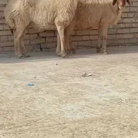 بازدید حمیدیه