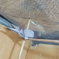 کفتر نر|پرنده|ساوه, |دیوار