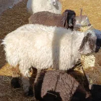 بره نر و ماده|حیوانات مزرعه|مرودشت, محمد آباد|دیوار