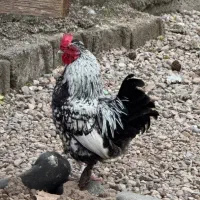 خروس جاپنیز زیبا