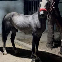 نریان ۴ساله سواری عالی|اسب و تجهیزات اسب‌سواری|بروجرد, |دیوار