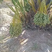 پاجوش  نخل   برحی   سعمران