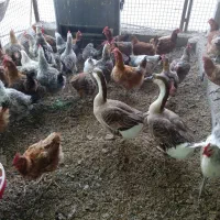 غاز اوکراینی دوعدد ومرغ محلی