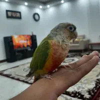 طوطی گرینچیک دستی|پرنده|گنبد کاووس, |دیوار