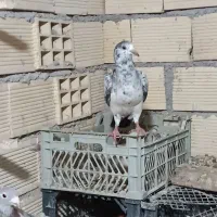 چنتا جوجه هیچ بند درجه یک