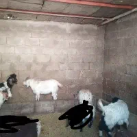 حیوانات مزرعه|حیوانات مزرعه|چگنی, |دیوار